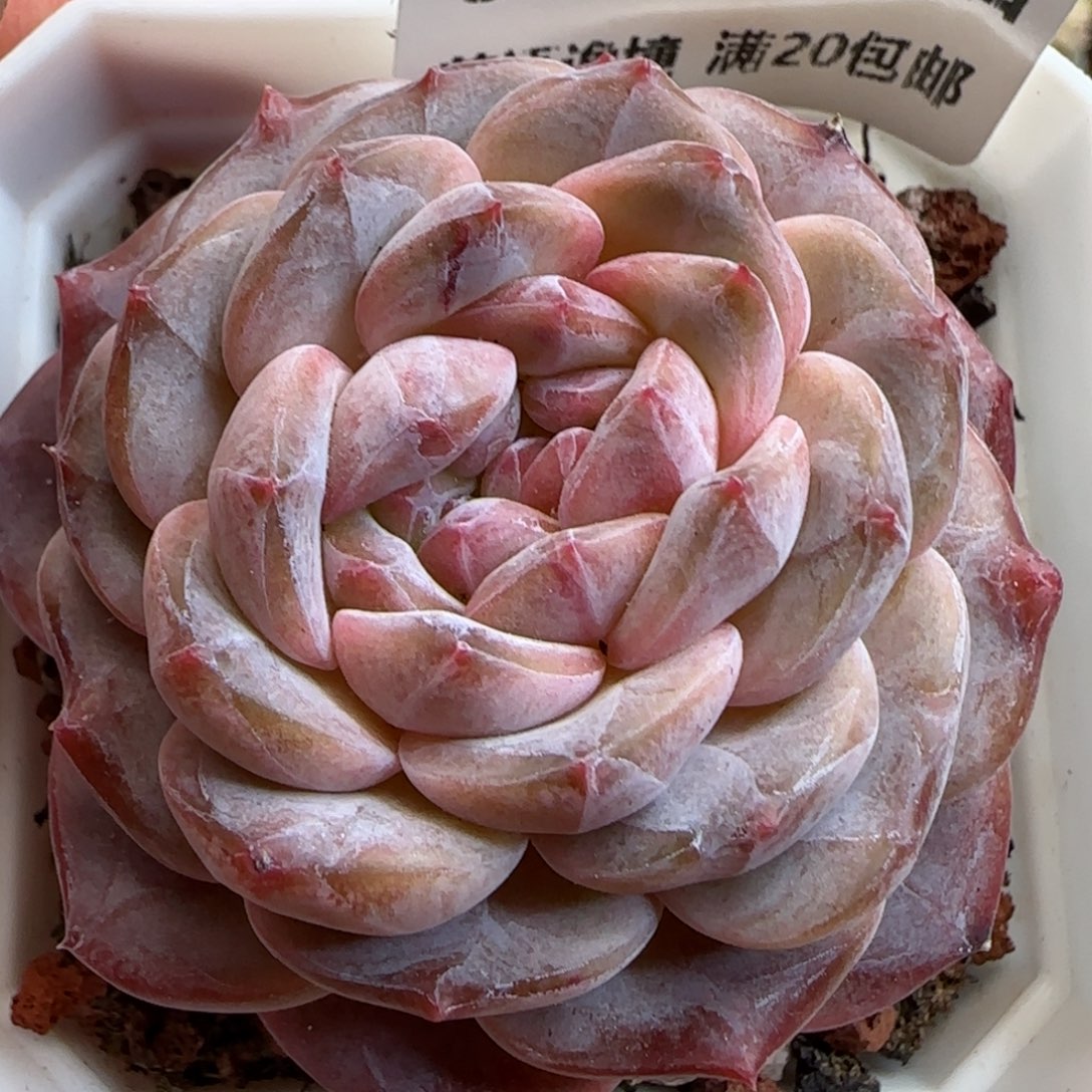 花语逸镜0125-367
