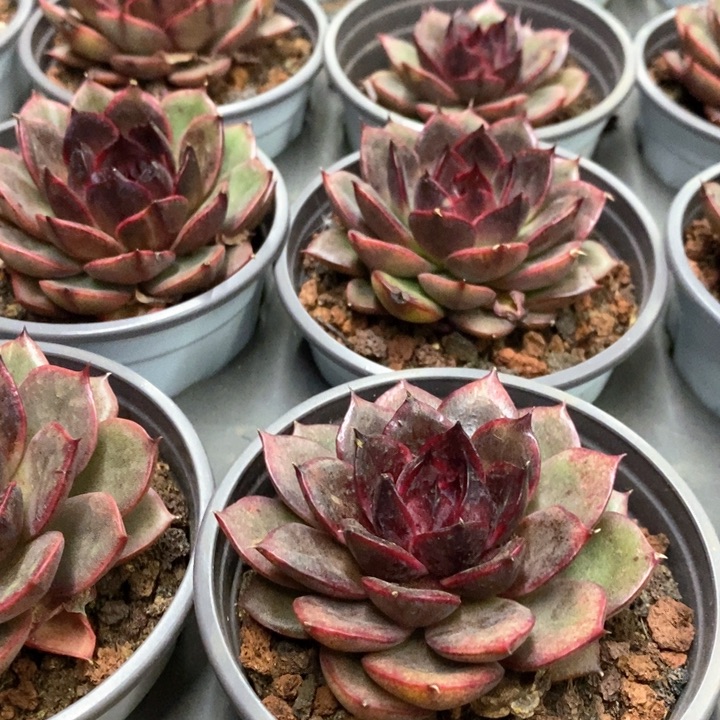 26。紫蔷薇。单头。