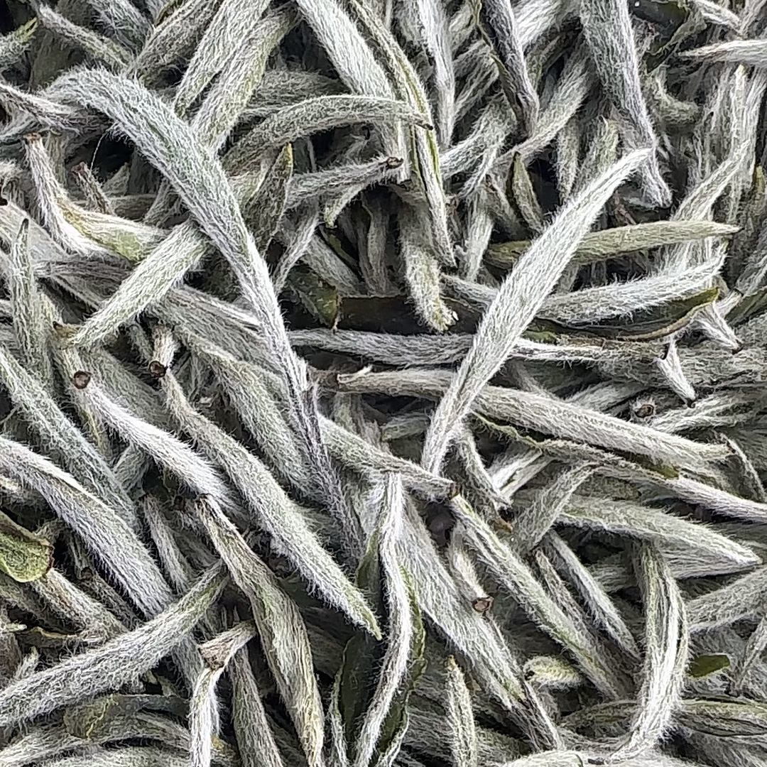 2025年老树头采银针福鼎白茶春茶高山茶云雾茶磻溪茶毫香散茶盒装