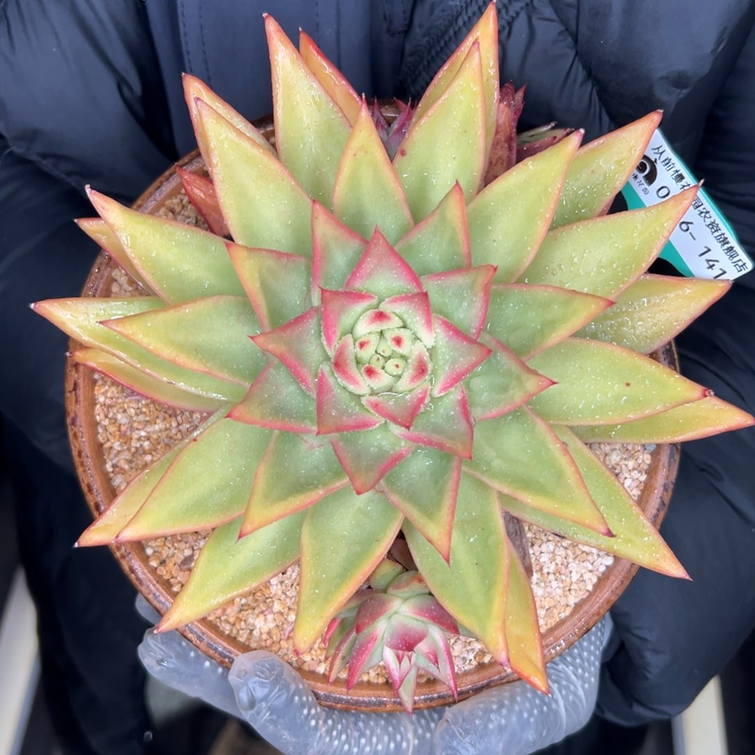 多肉一物一拍0116-141