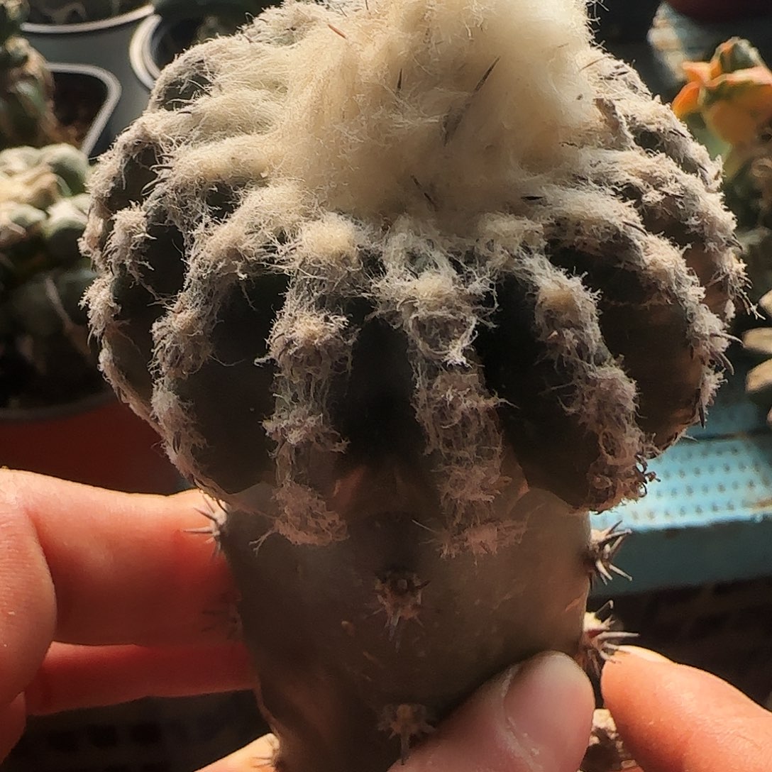 奇特圆盘442仙人球开花