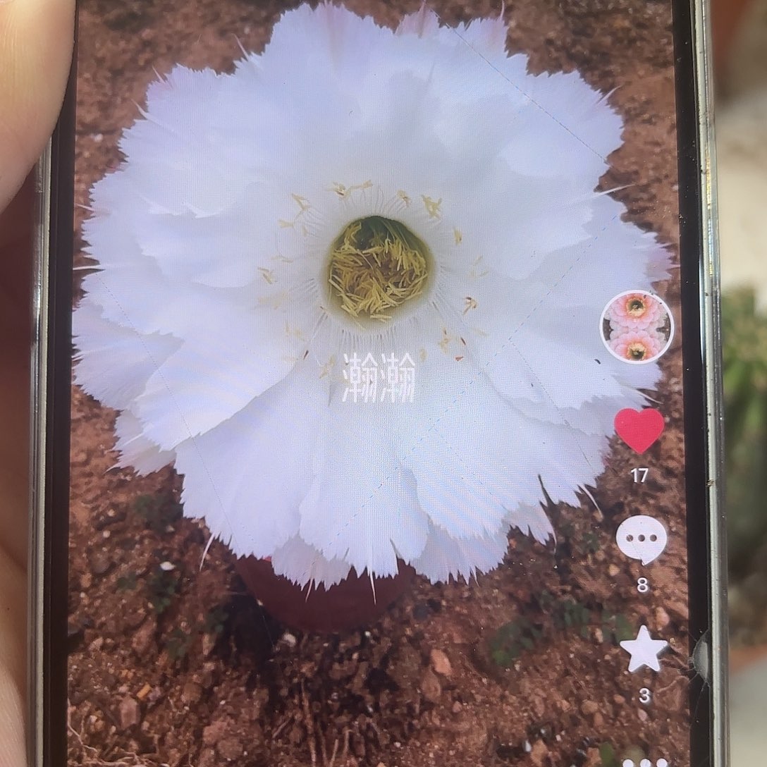 ****彩草白羽5.5-6公分左右