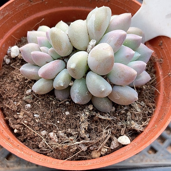 多肉植物奶糖1076