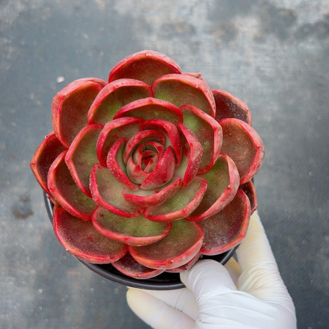 发货多肉植物多肉植物