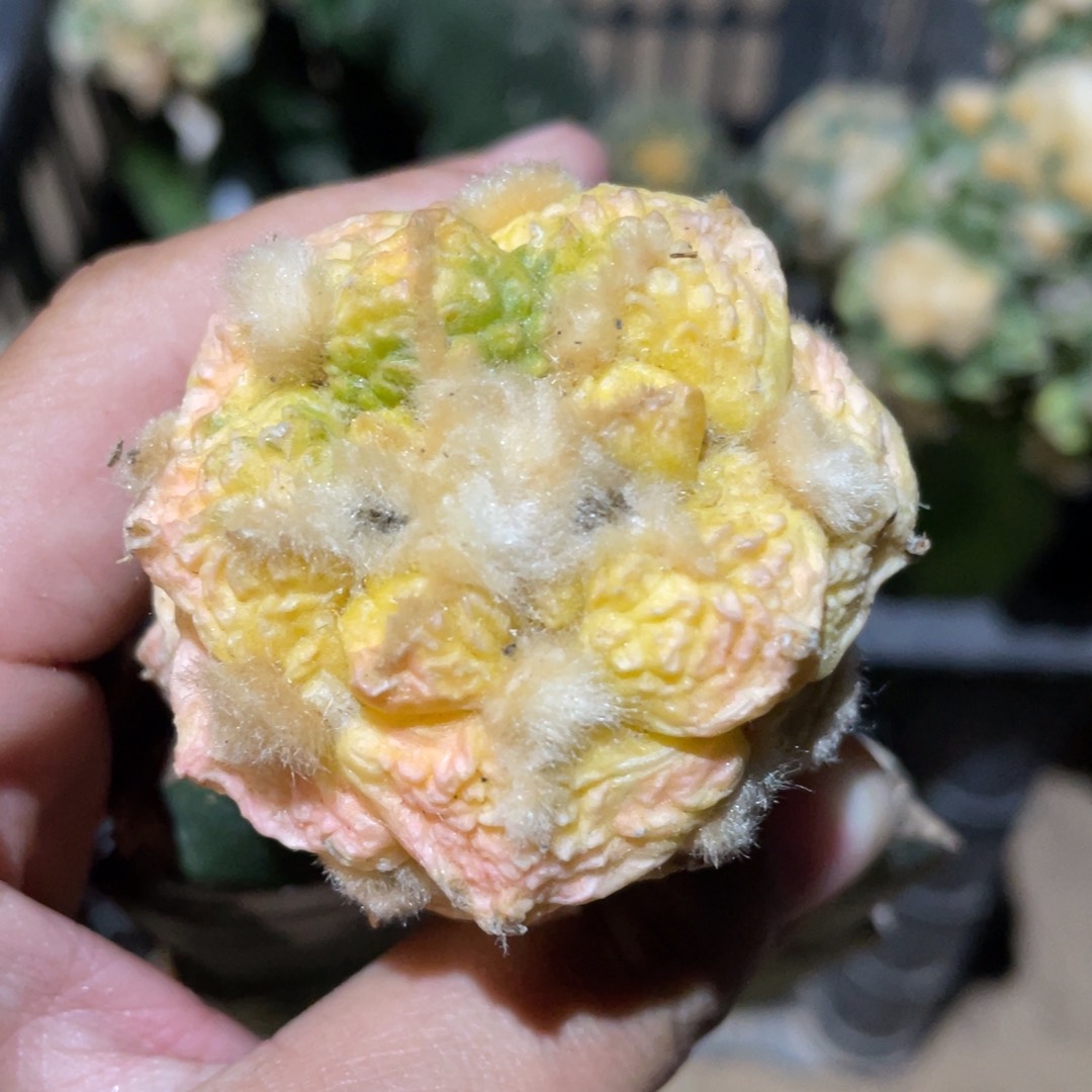 仙人球开花845 仙人球
