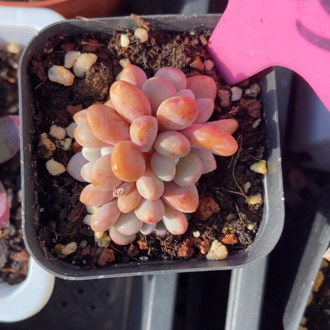 803粉兔多肉植物多肉