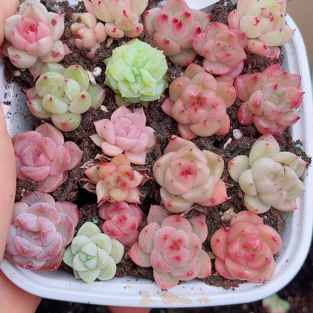 1-409 新疆西藏内蒙不发12.8包邮多肉