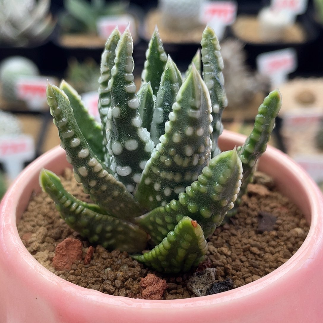 实生大尤恐龙泪珠仙人球多肉