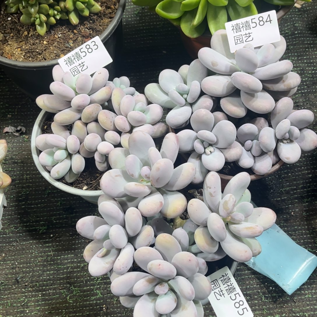 大***象583-584-585合计如图3颗原始奶酪