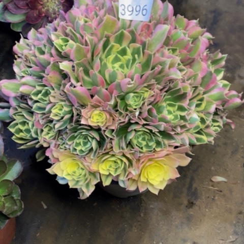 白凤多肉植物3996