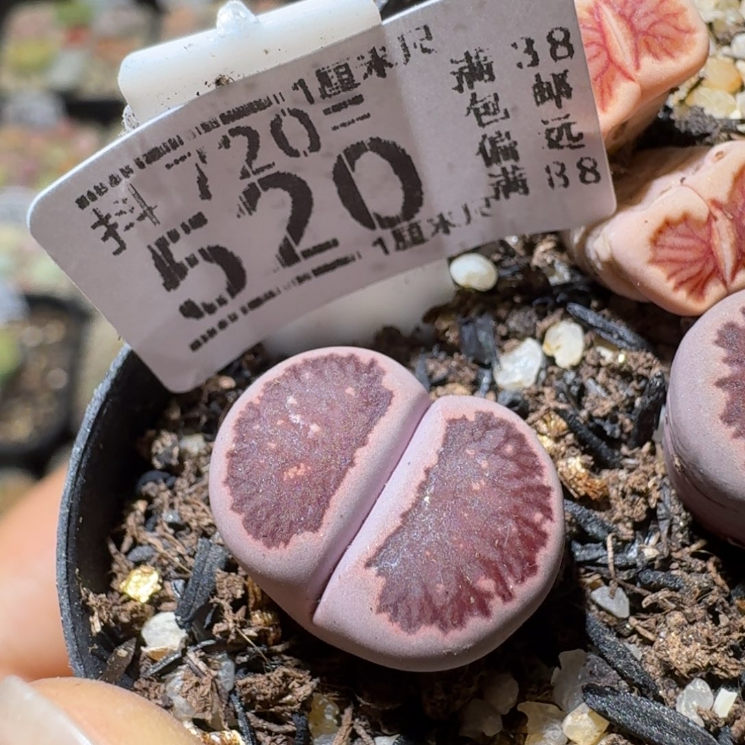 Sss清清清货了520