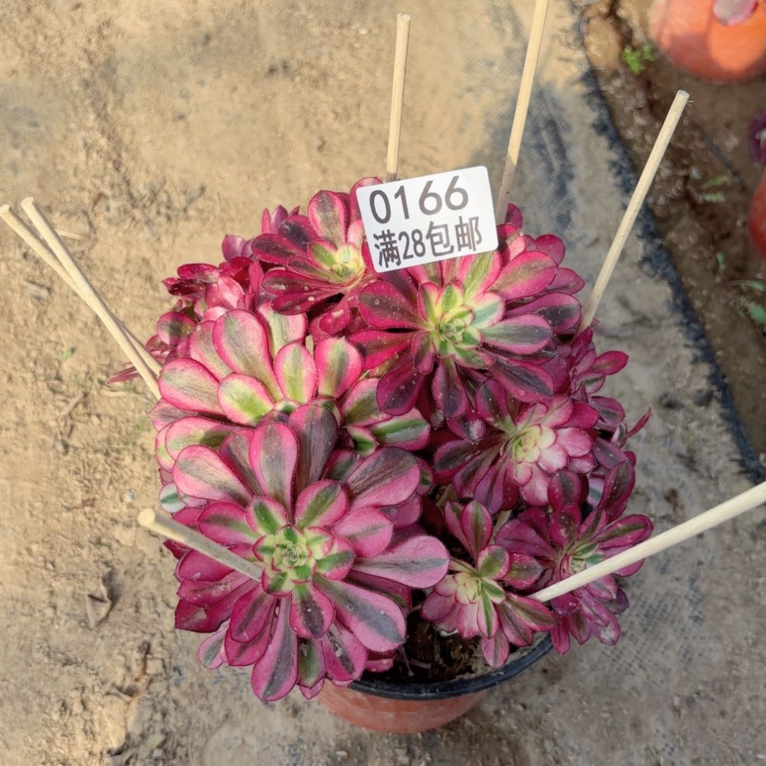 P. 0166冰淇淋多肉有砍