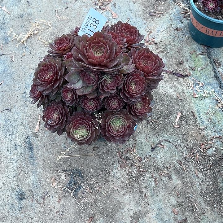 0138红魔多肉植物