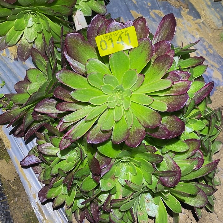 0141万花筒多肉植物