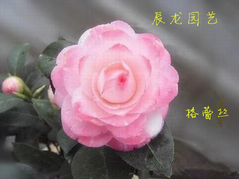 福建龙岩珍稀品种葛蕾丝山茶花