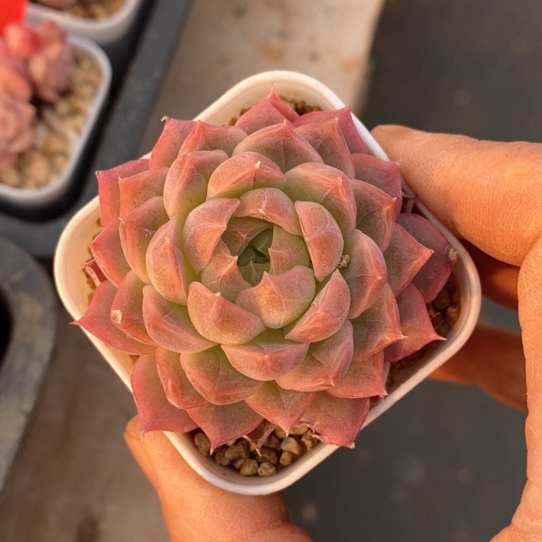 精品多肉一物一拆不包整34