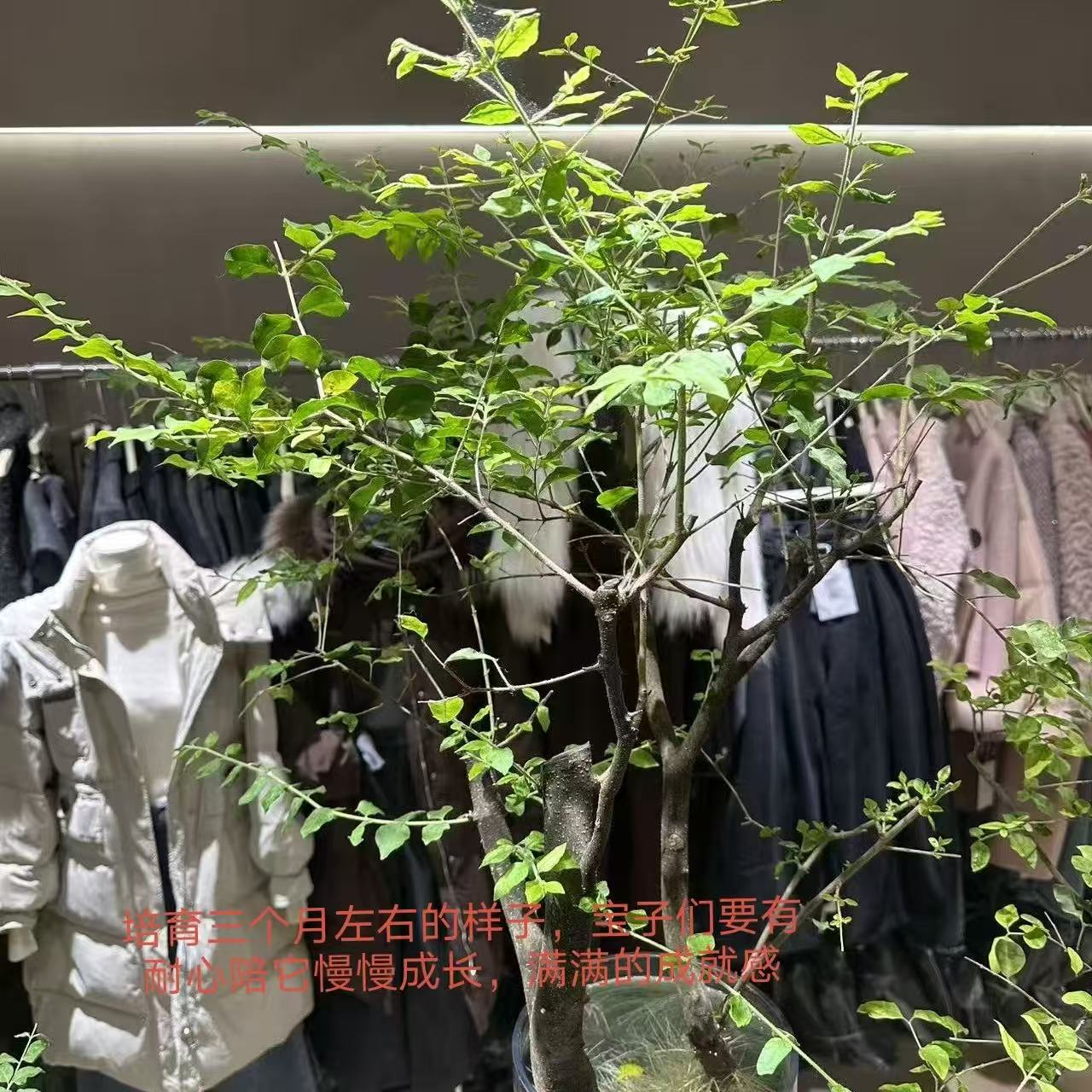 千年绿水培女贞室内绿植耐阴好养花卉《随机发货不带花瓶》