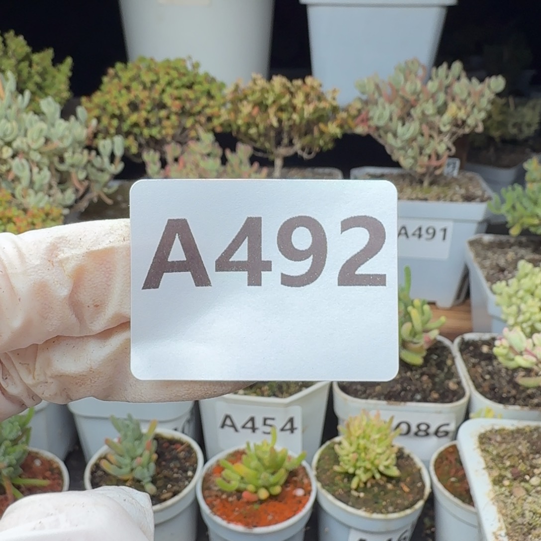 懒***rA492琉璃花花锦枝干