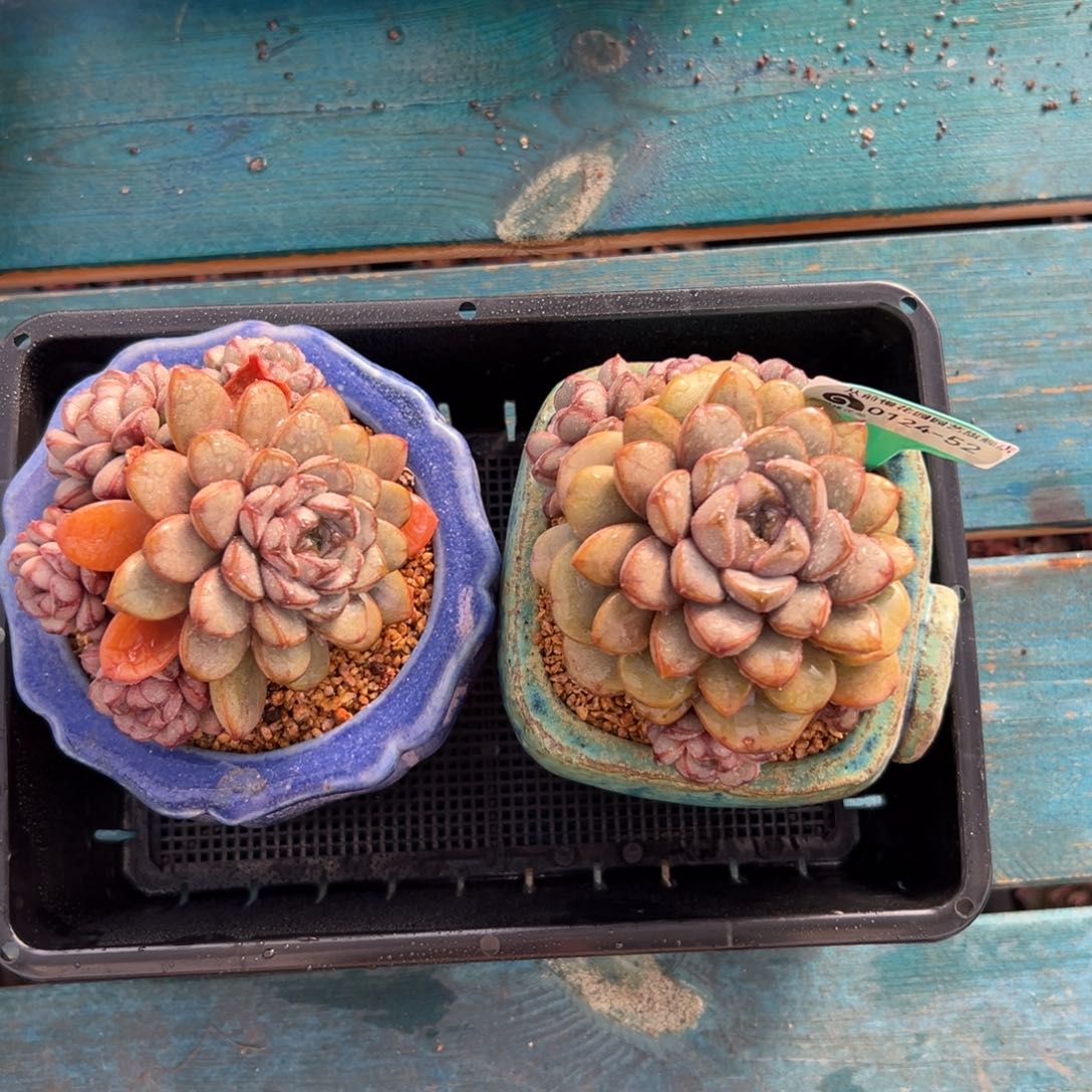 多肉一物一拍0124-52