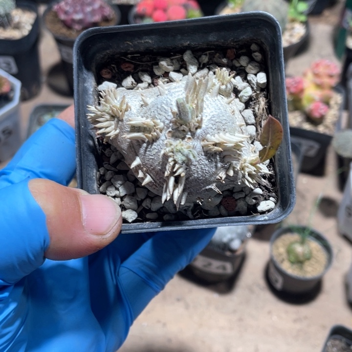 u****o746惠比须笑块根