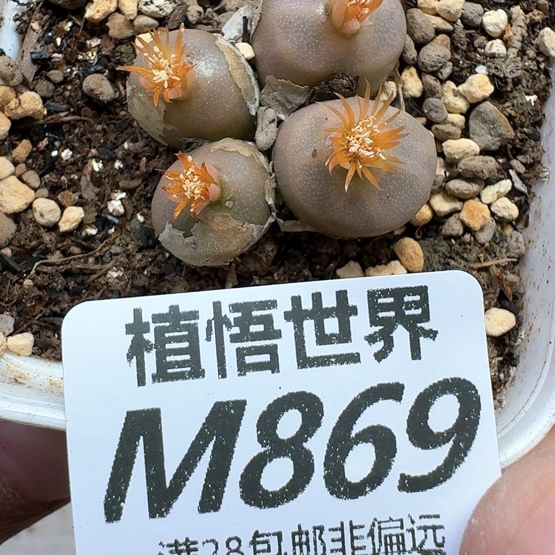 多肉植物的人生法g
