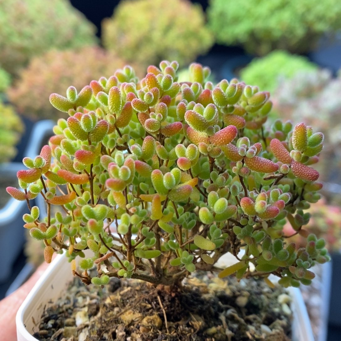 D***x773蜜橘糖球。     