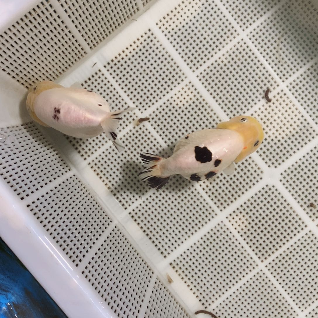 海水鱼✈️****包邮落地包损包健康
