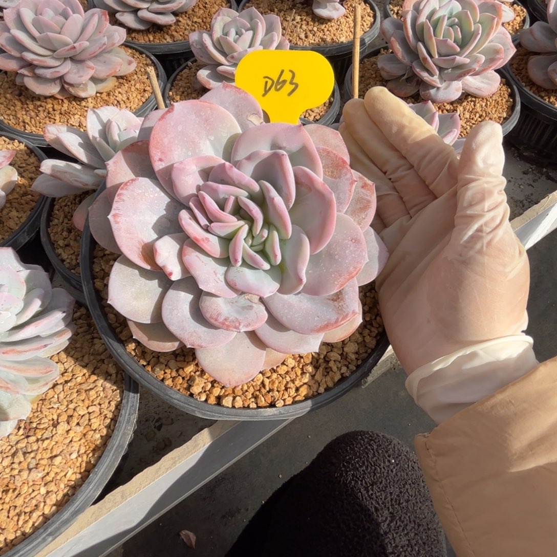 d63奶茶单头已经分头