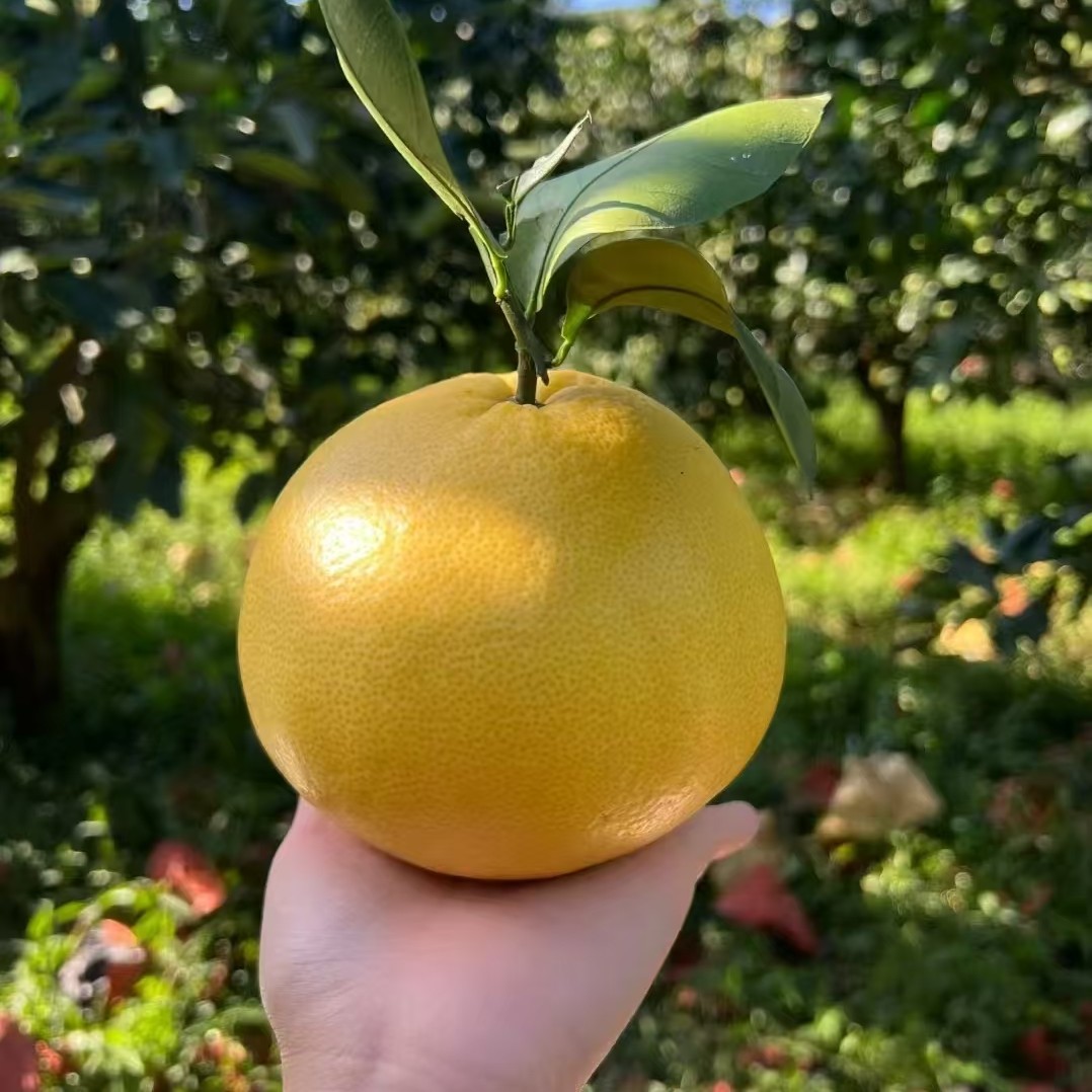 黄金葡萄柚24.9元10斤顺丰包邮到家