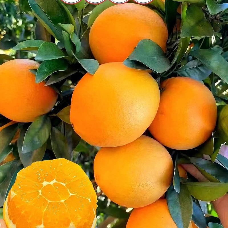 湖南永州大瑶山纽荷尔高山脐橙新鲜现摘甜润多汁产地直发