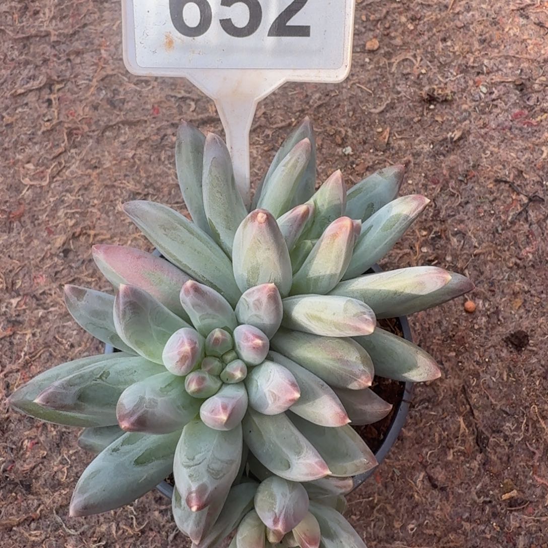 漫***光多肉植物雪戴粒652