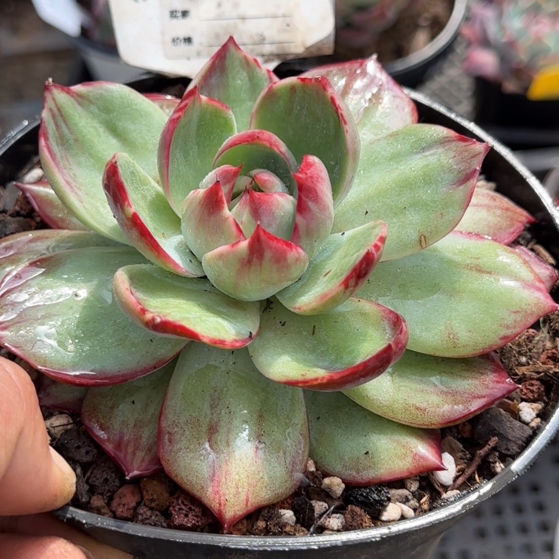 ****子惊鸿一物一拍包装收缩花旱558