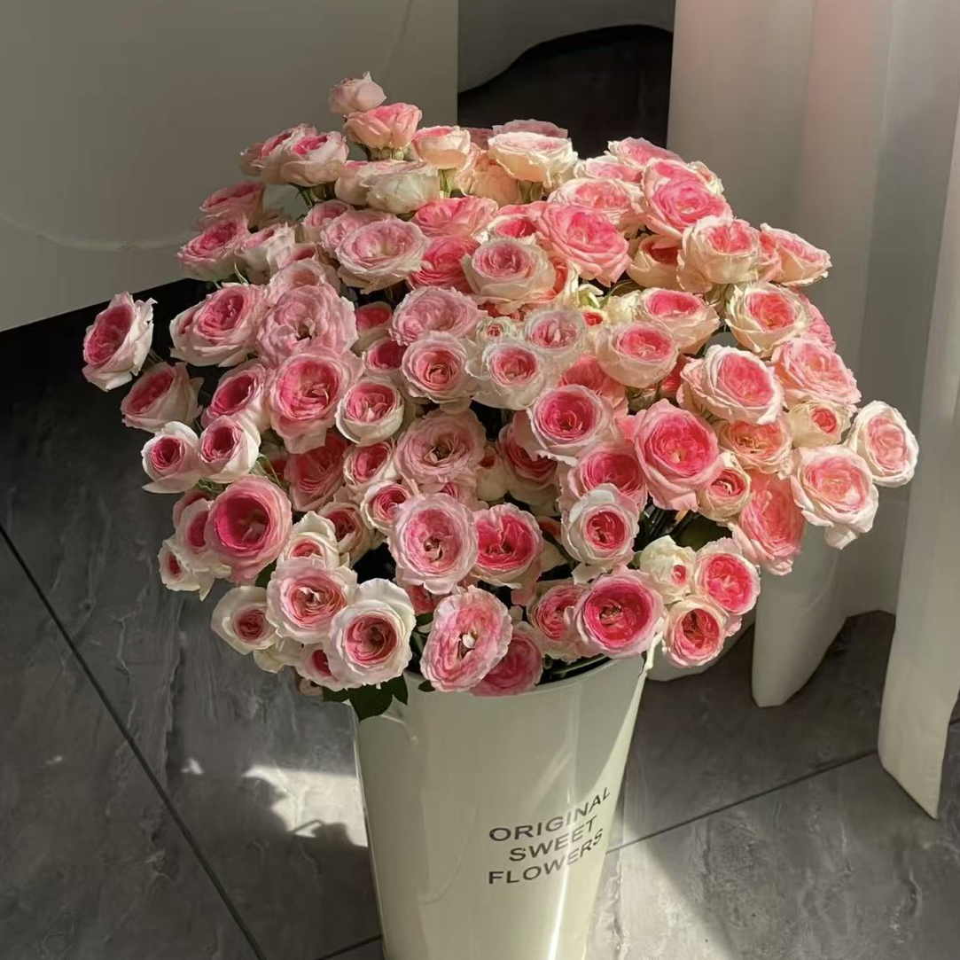 【午夜魔法】云南基地直发家养鲜花