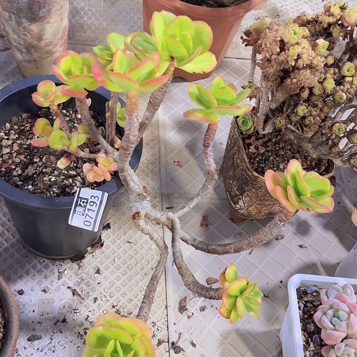 红梅07193多肉植物