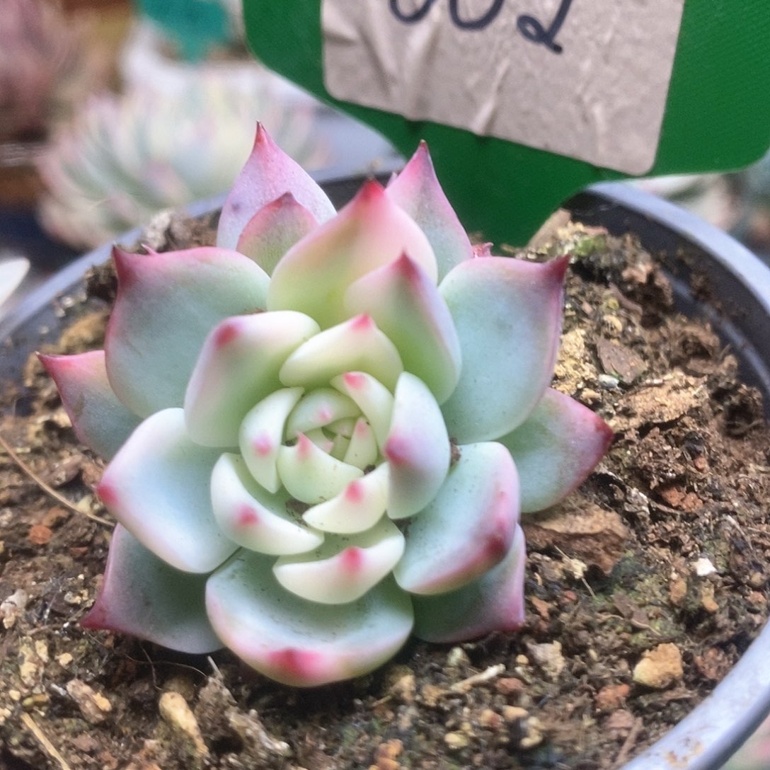 002覆轮锦锦锦锦锦锦锦