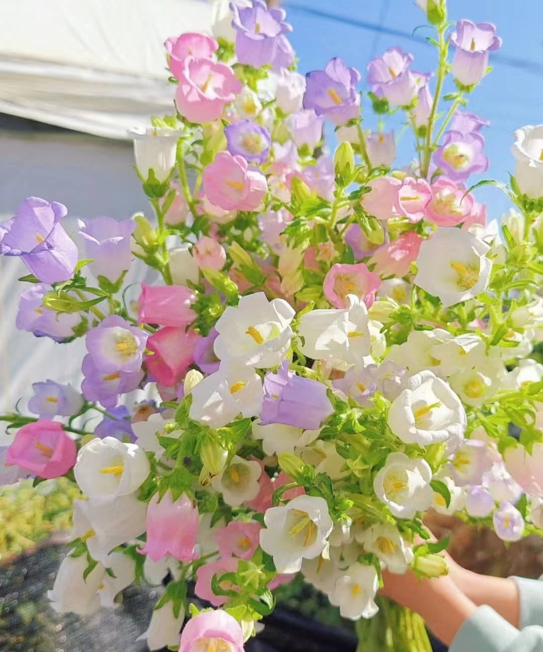 【风铃花】 水培鲜切花 花苞发货 爆花机器 花期超长 养护简单