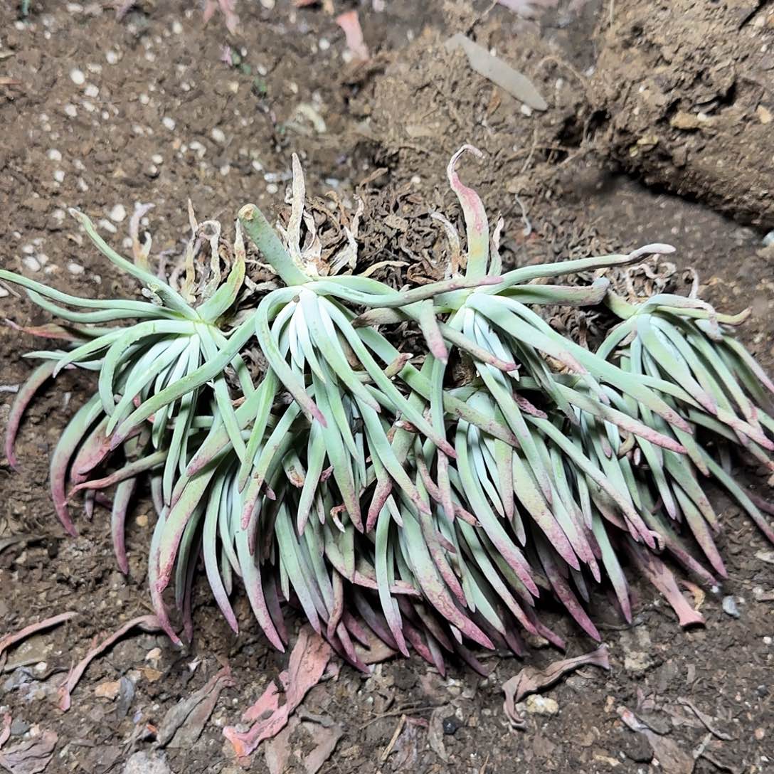 盆栽爱度莉斯多肉1棵