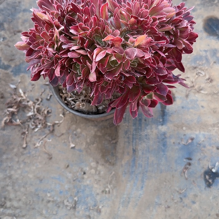 观*缀话脱土发货缀话