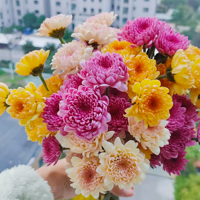 三色宝莲灯小雏菊盆栽(网红款 新品小菊 颜值高)庭院阳台开花植物