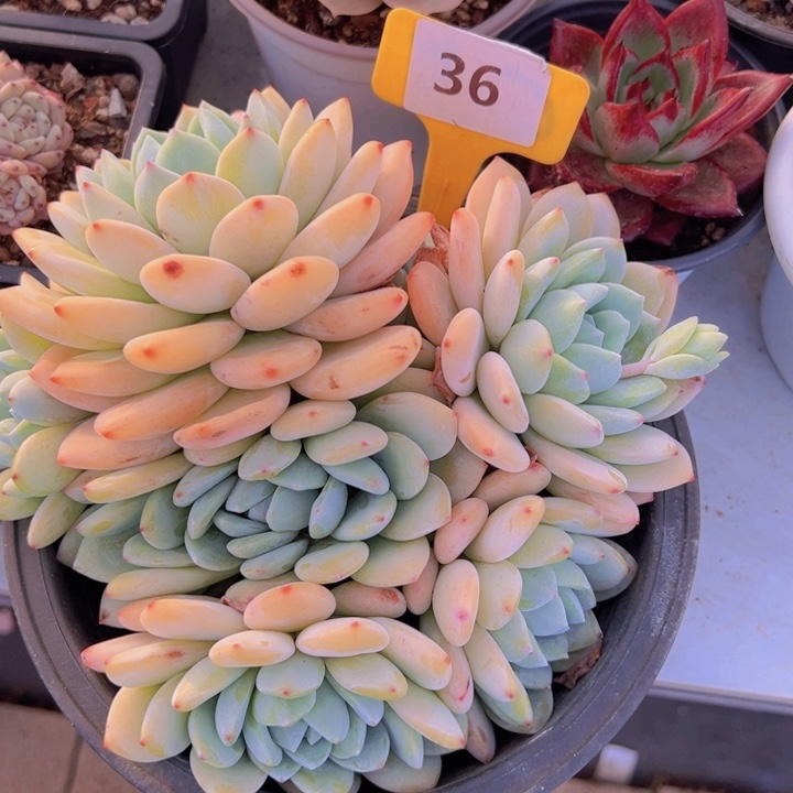 健健康康平平安安