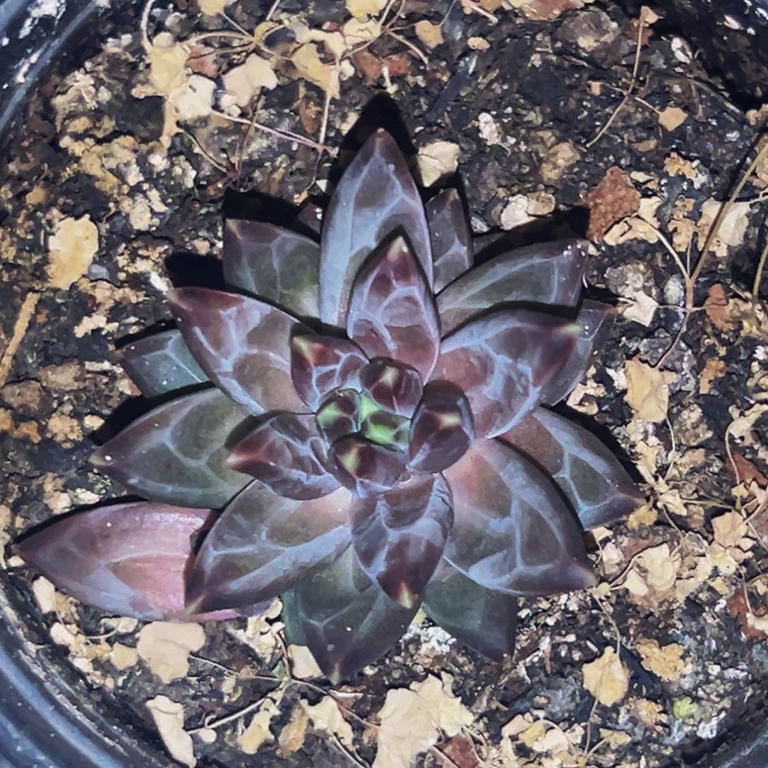 桔云多肉美人精品系列