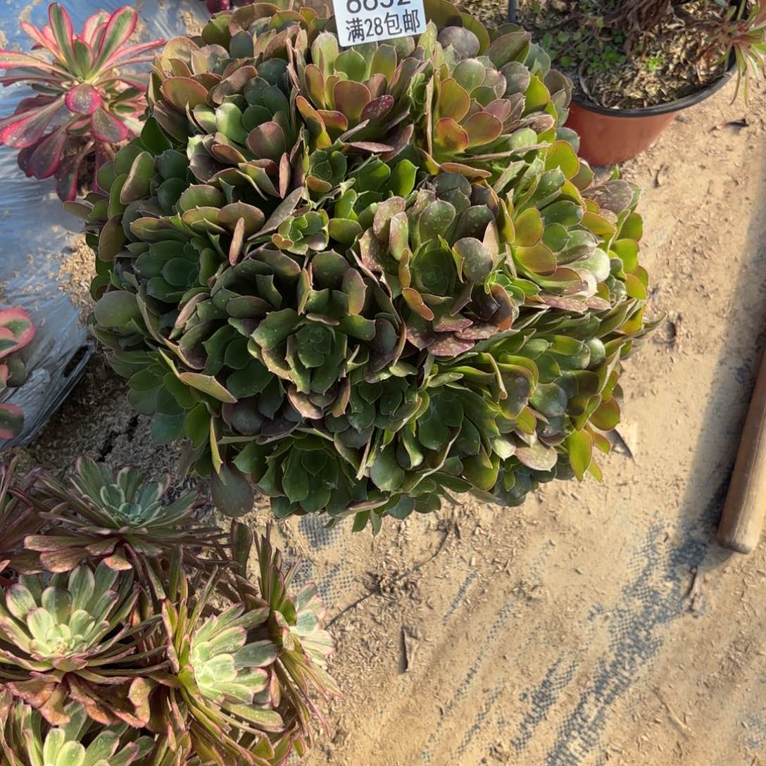 M.  6632少休多肉