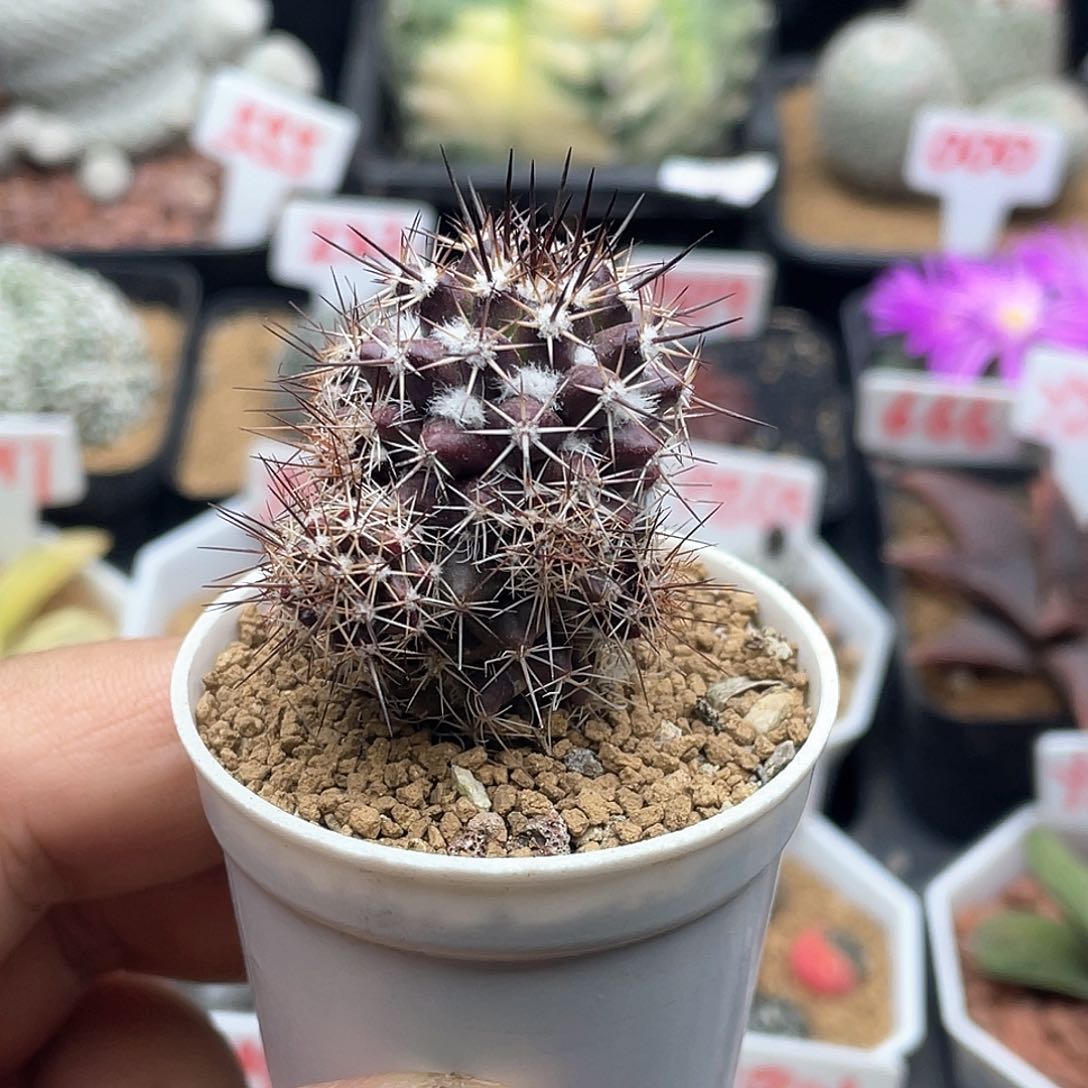 实生紫皮雪顶宝塔丸仙人球