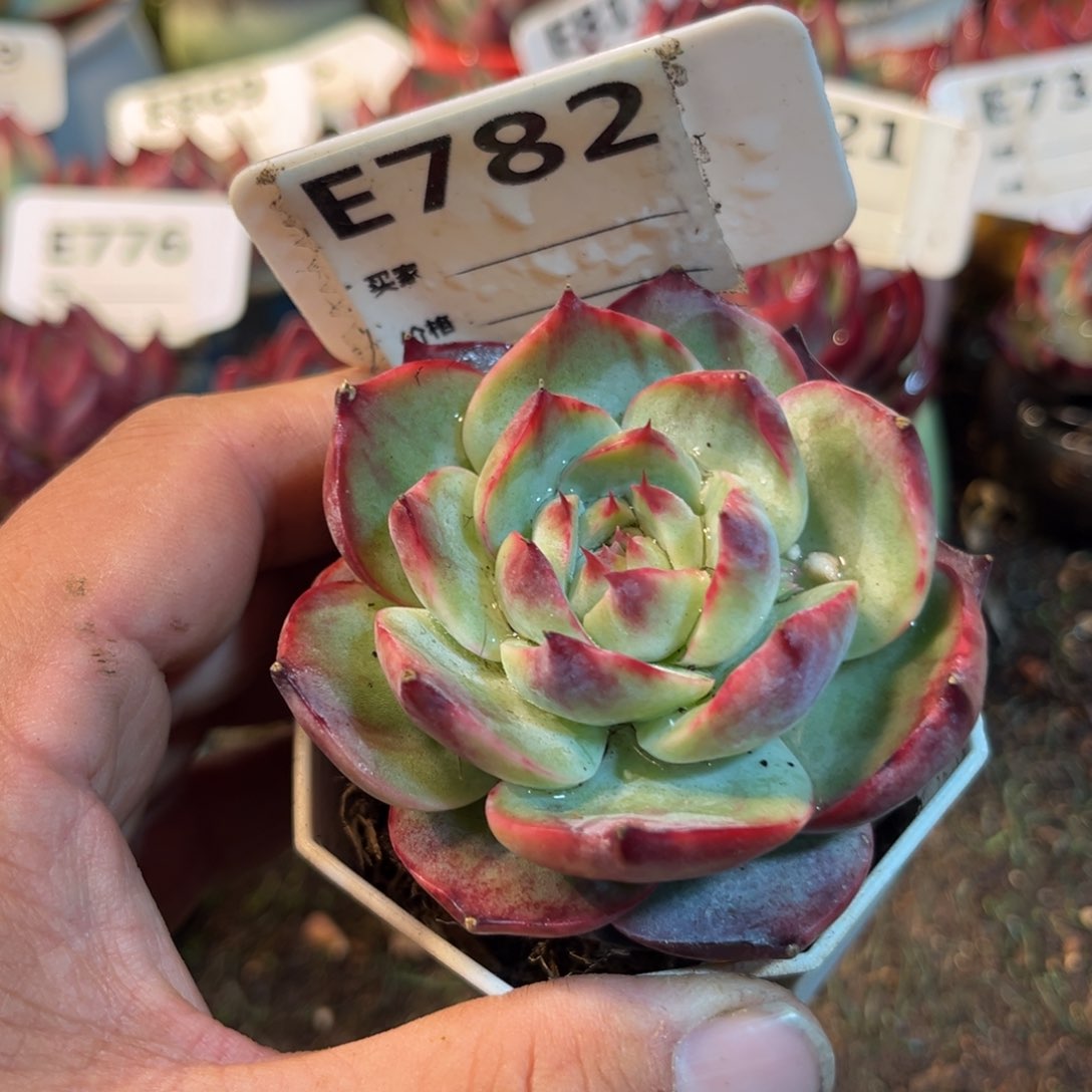 惊鸿一瞥782号多肉