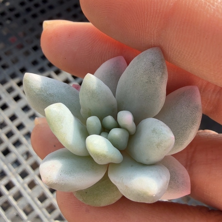 美人锦腹轮锦无根