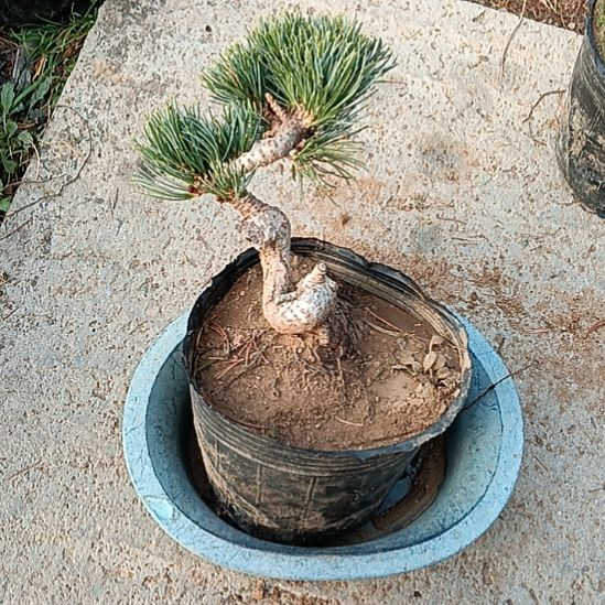 矮霸老桩盆景实物