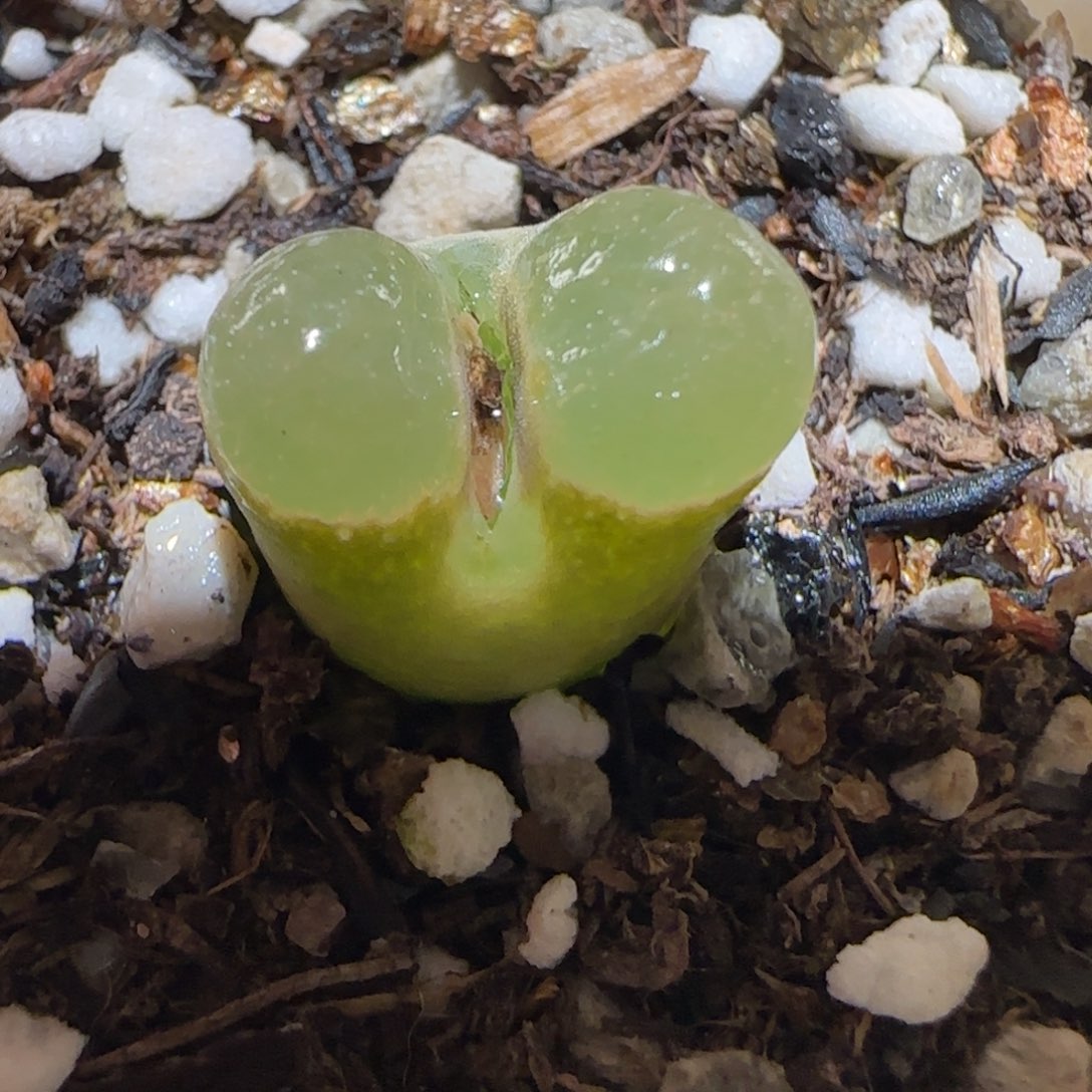 肉锥多肉植物百科-磁铁1293