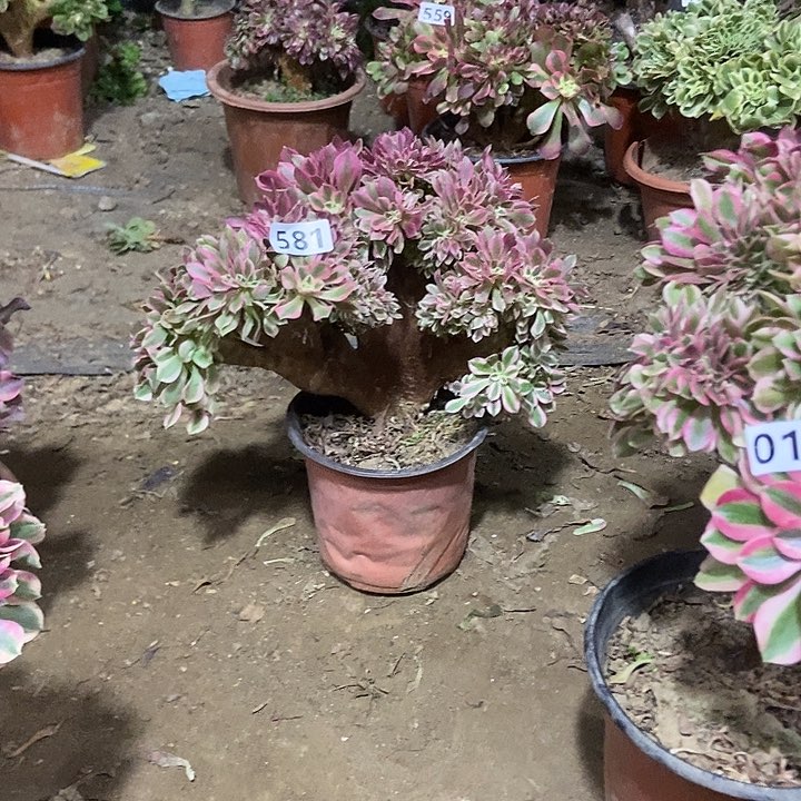 581粉女巫老庄缀化老