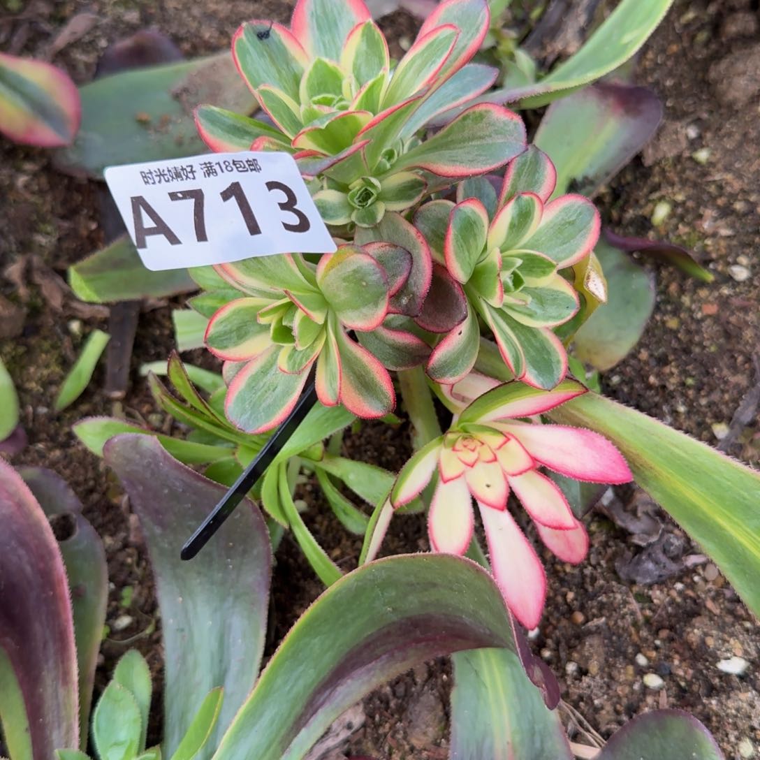 713魅金锦。多肉植物