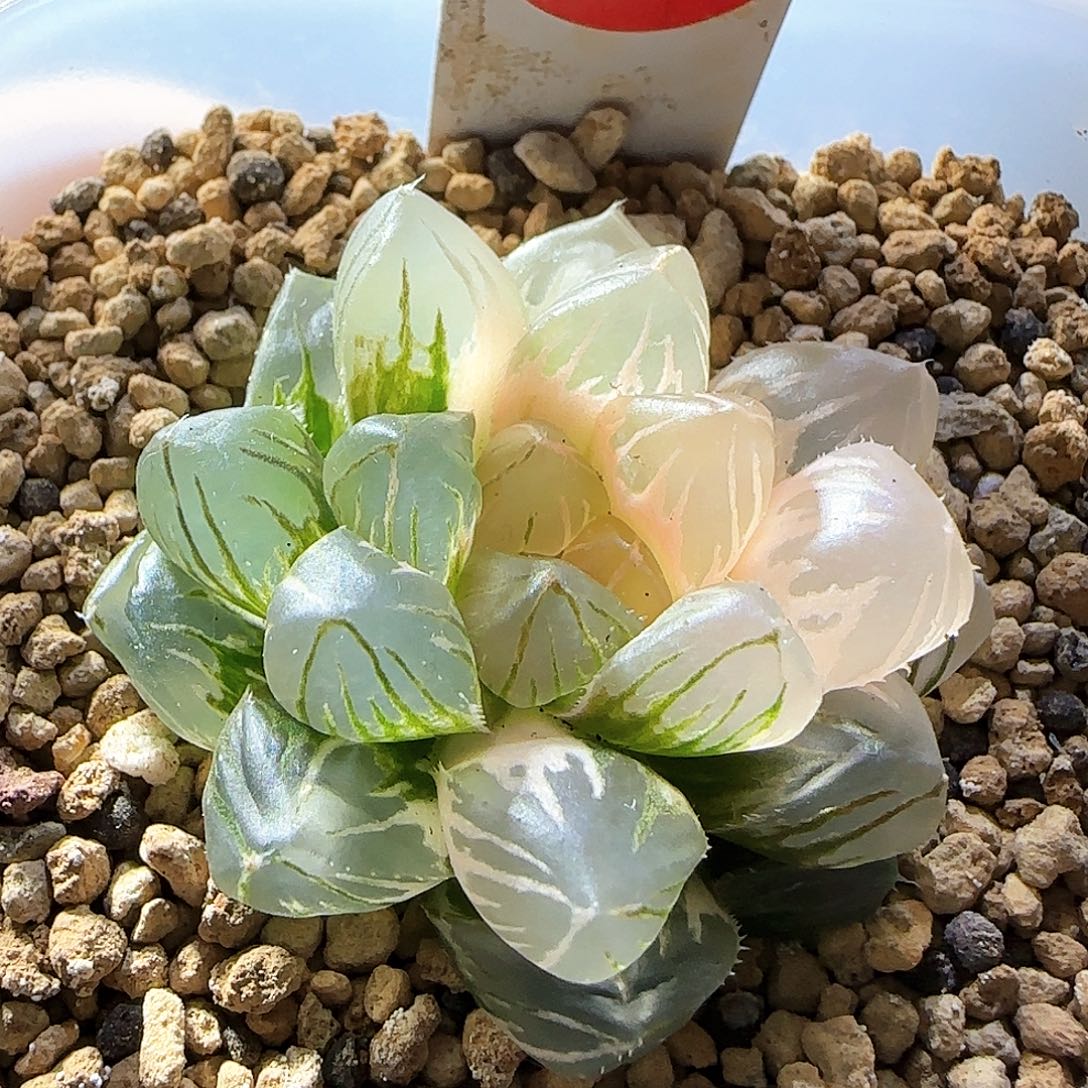 346号OM半边糊斑一物一拍带盆土